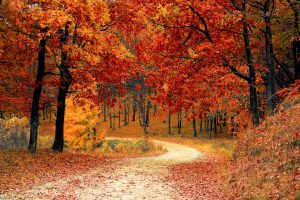 fall leaves changing color