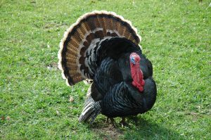 Happy Thanksgiving From Mid-Atlantic Propane Exchange